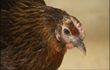 Poules et poulets à adopter